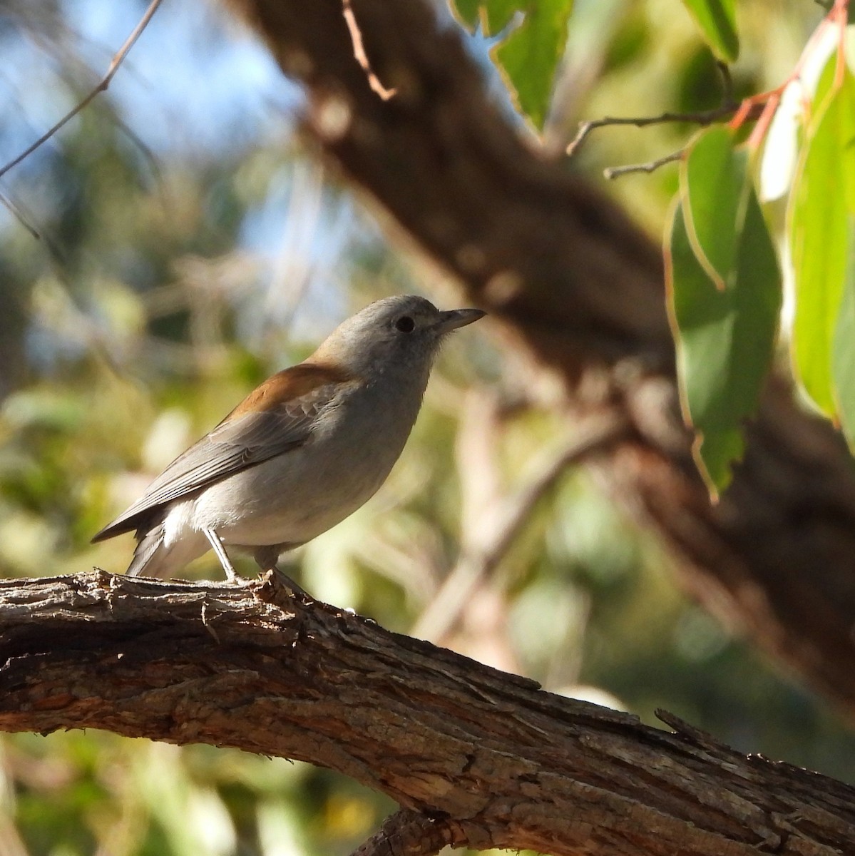 Gray Shrikethrush - Rodney van den Brink