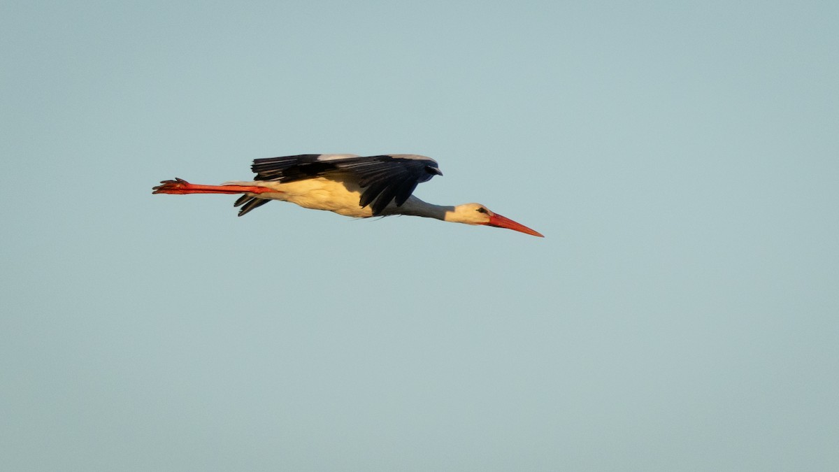 White Stork - Joren van Schie