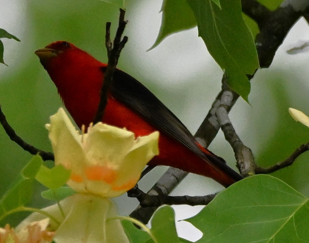 Scarlet Tanager - DAVID VIERLING