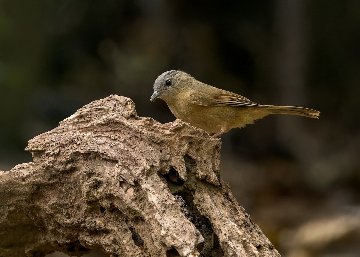 Yunnan Fulvetta - Ma Yan Bryant