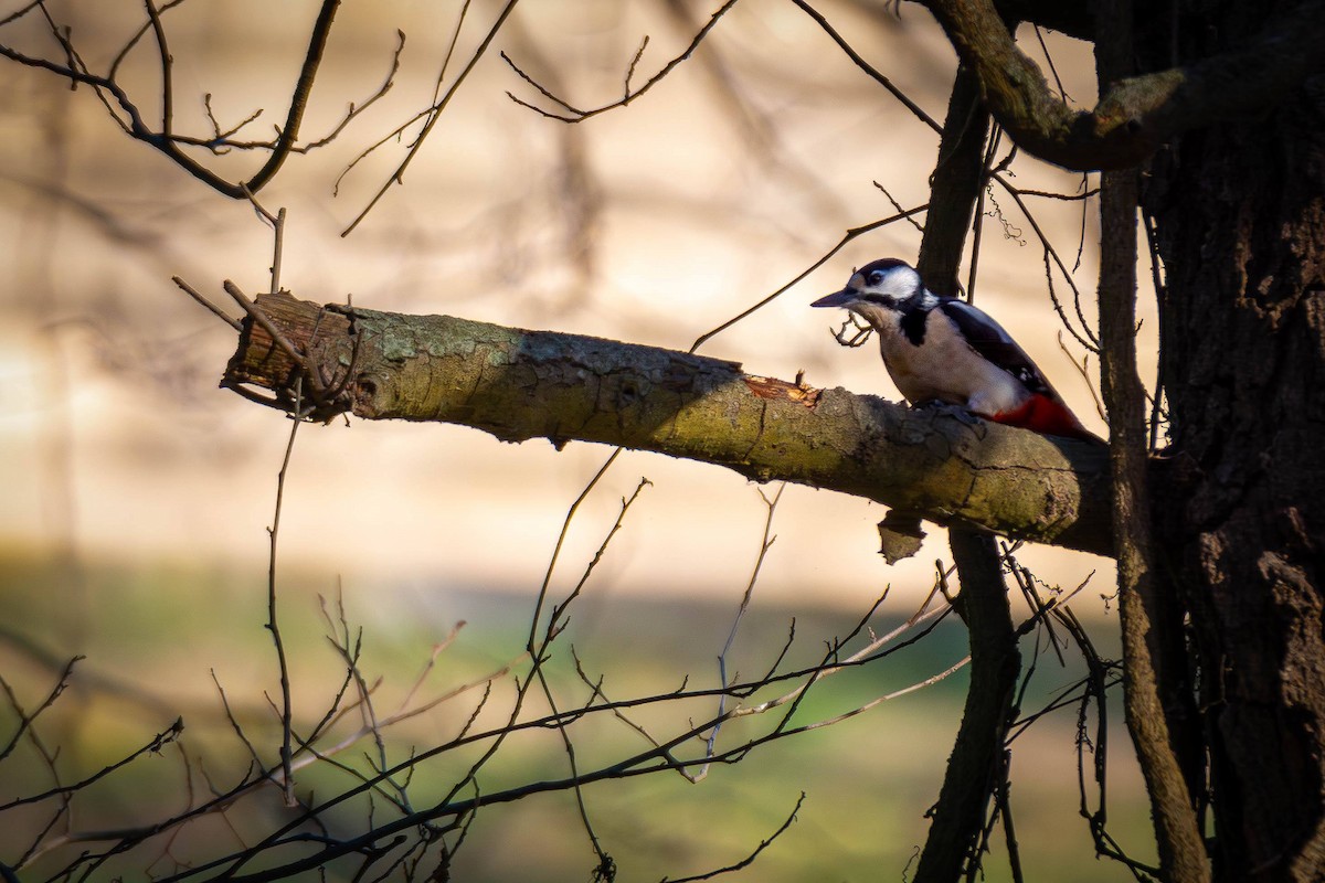 Great Spotted Woodpecker - Kaltag .