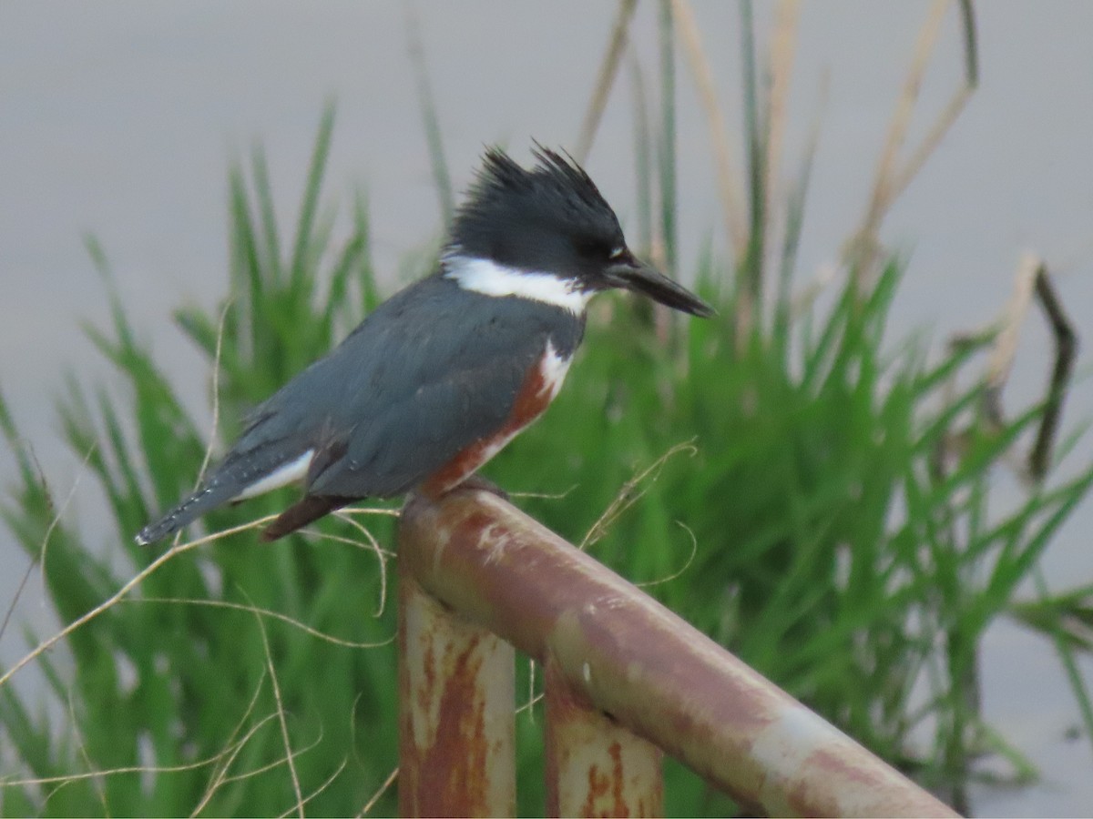 Belted Kingfisher - Laurie Koepke