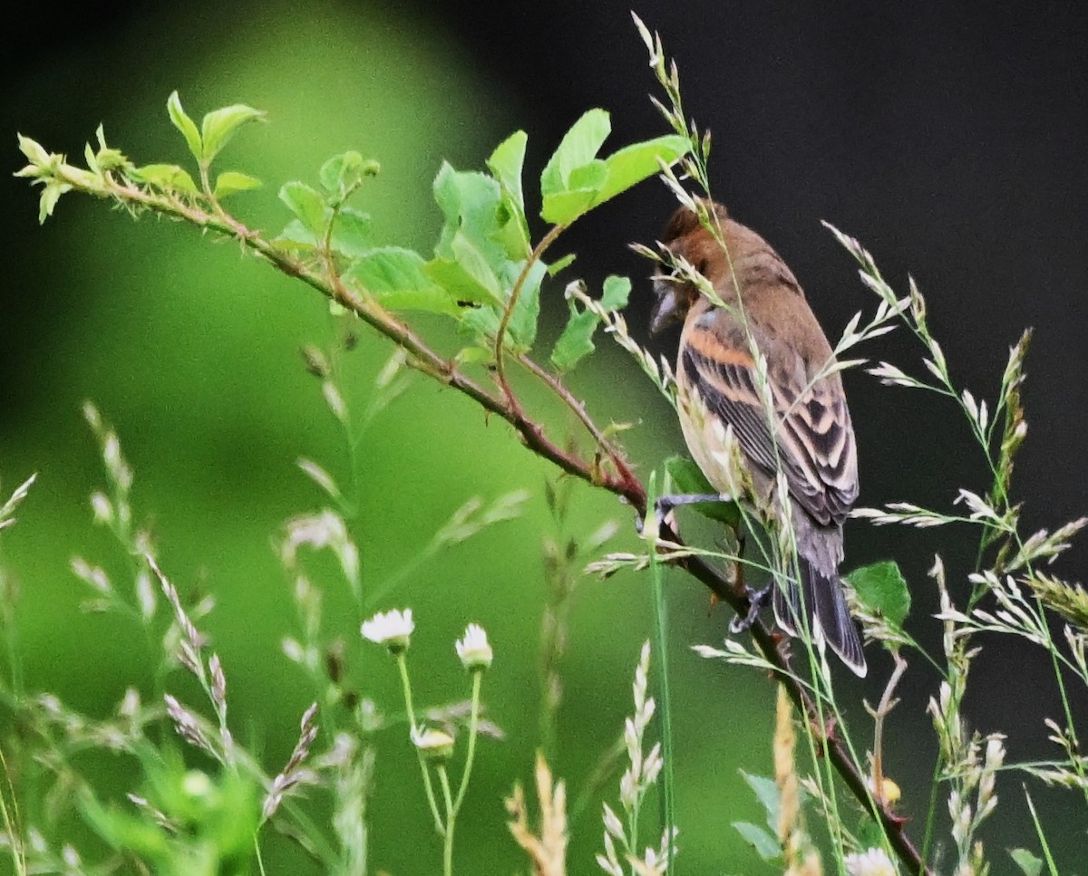 Blue Grosbeak - DAVID VIERLING