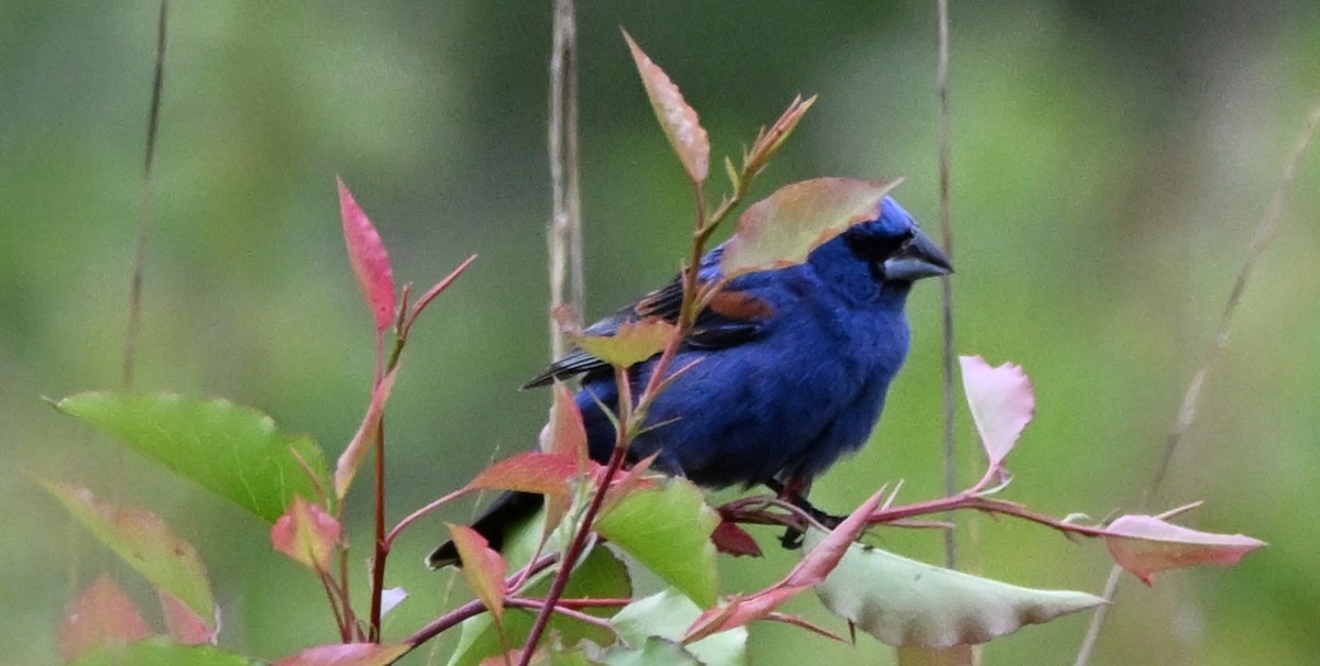 Blue Grosbeak - DAVID VIERLING