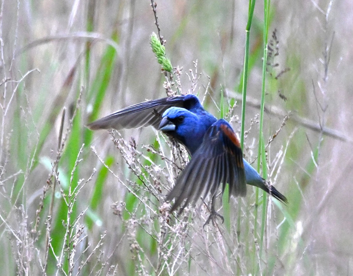 Blue Grosbeak - ML619223073