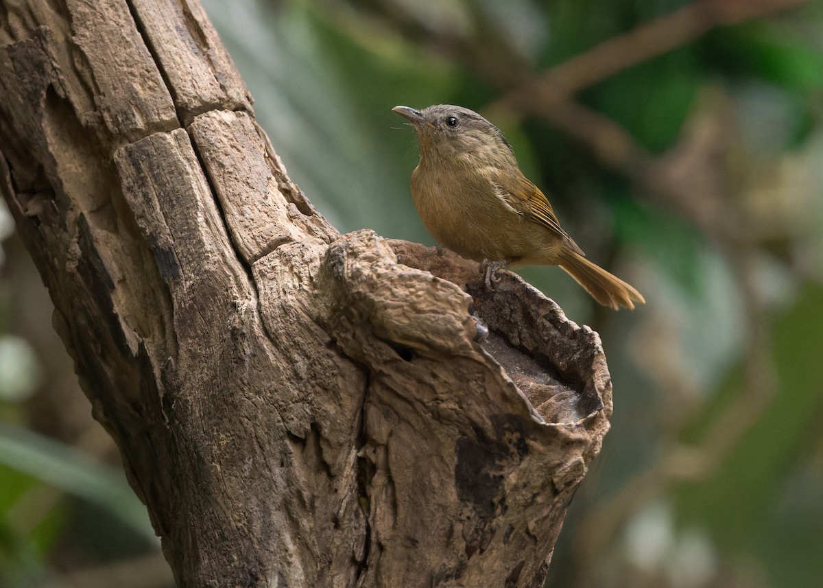 Yunnan Fulvetta - Ma Yan Bryant