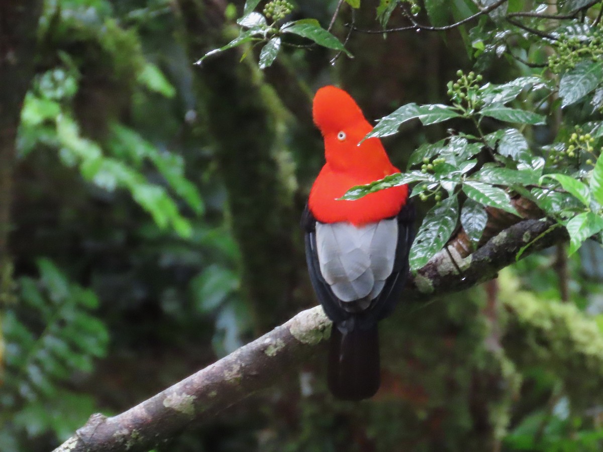 Andean Cock-of-the-rock - Greg Vassilopoulos