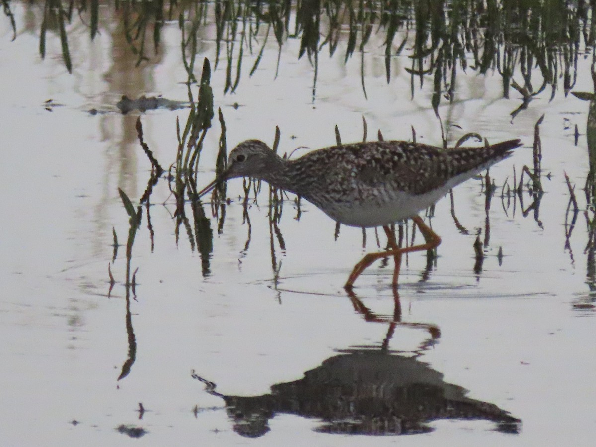 Lesser Yellowlegs - Laurie Koepke