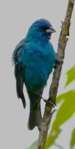 Indigo Bunting - ML619223096