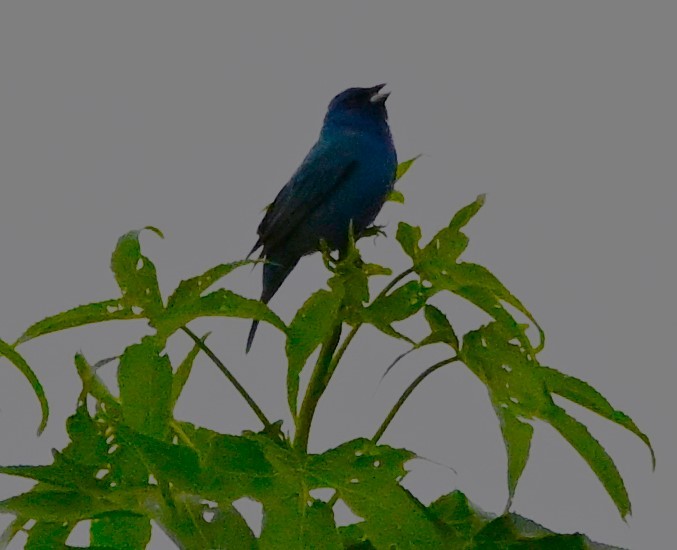 Indigo Bunting - ML619223097