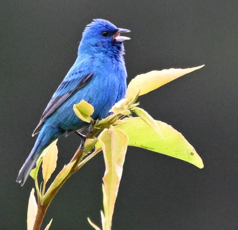 Indigo Bunting - ML619223098