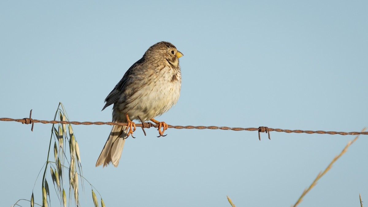 Corn Bunting - Joren van Schie