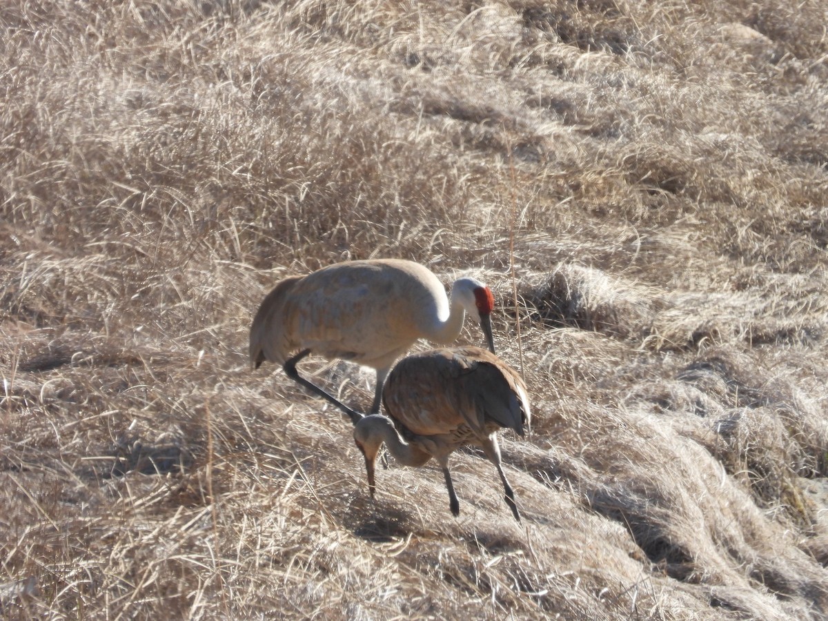 Sandhill Crane - Vince Hiebert