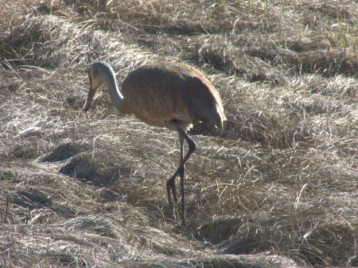 Sandhill Crane - Vince Hiebert