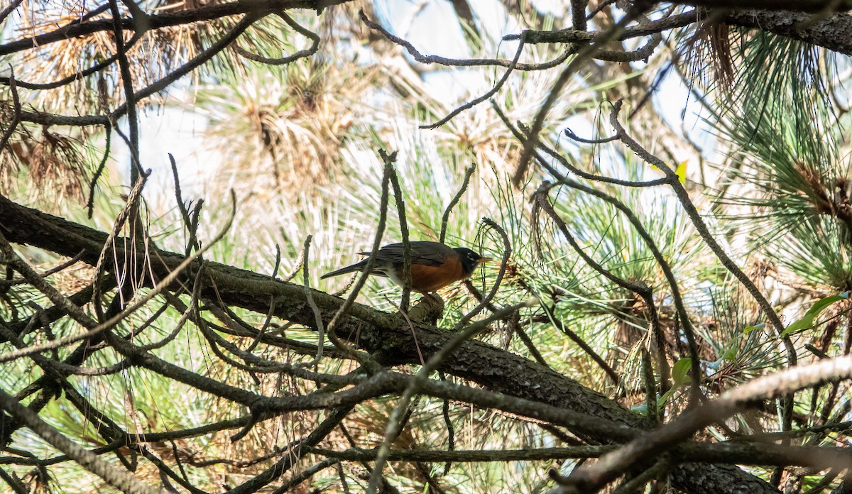 American Robin - ML619223130