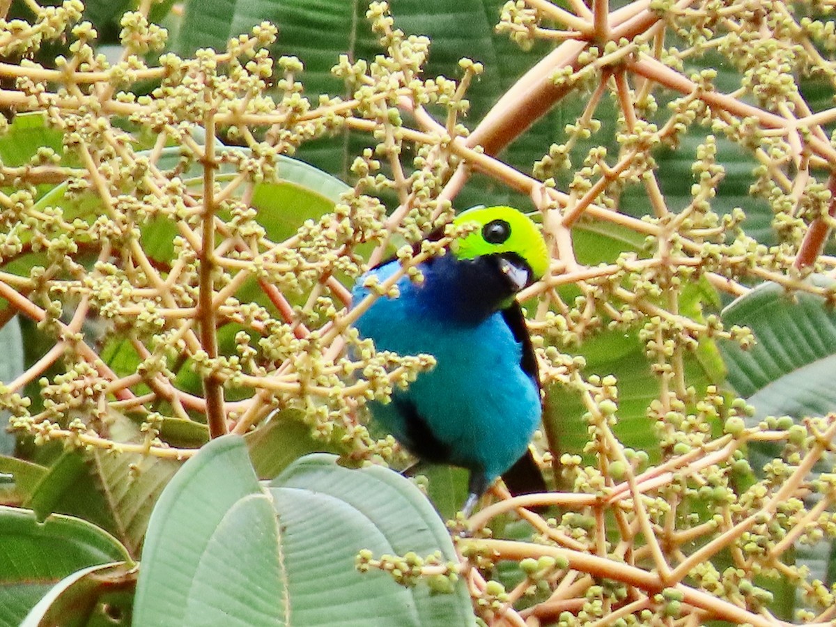 Paradise Tanager - Greg Vassilopoulos