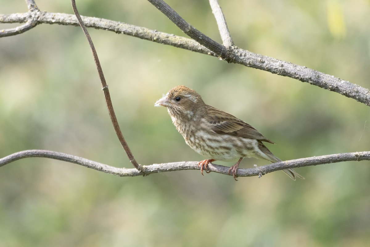 Purple Finch - Alex Leeder