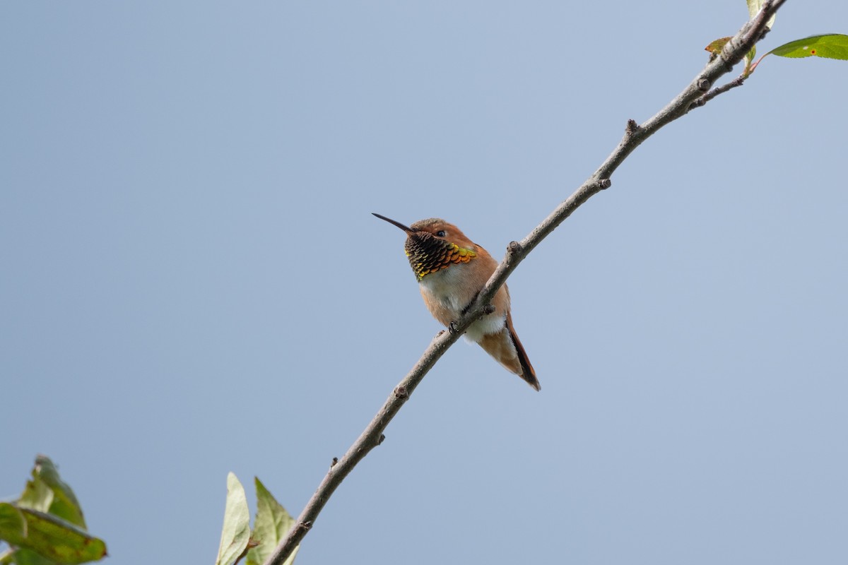 Colibrí Rufo - ML619223153