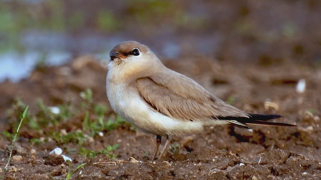 Small Pratincole - ML619223162