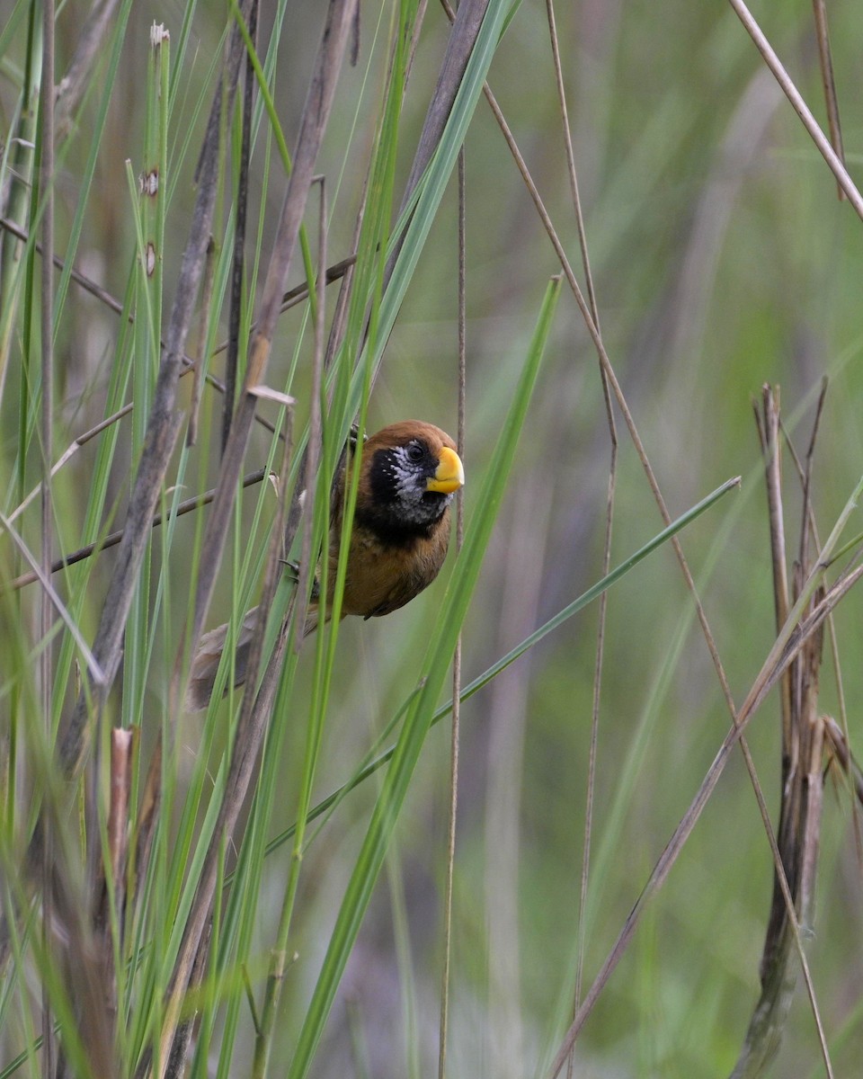 Black-breasted Parrotbill - ML619223163