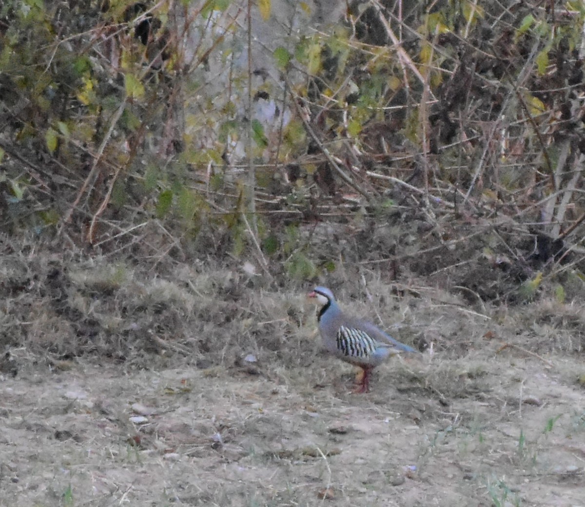 Chukar - SHIRISH GAJARALWAR