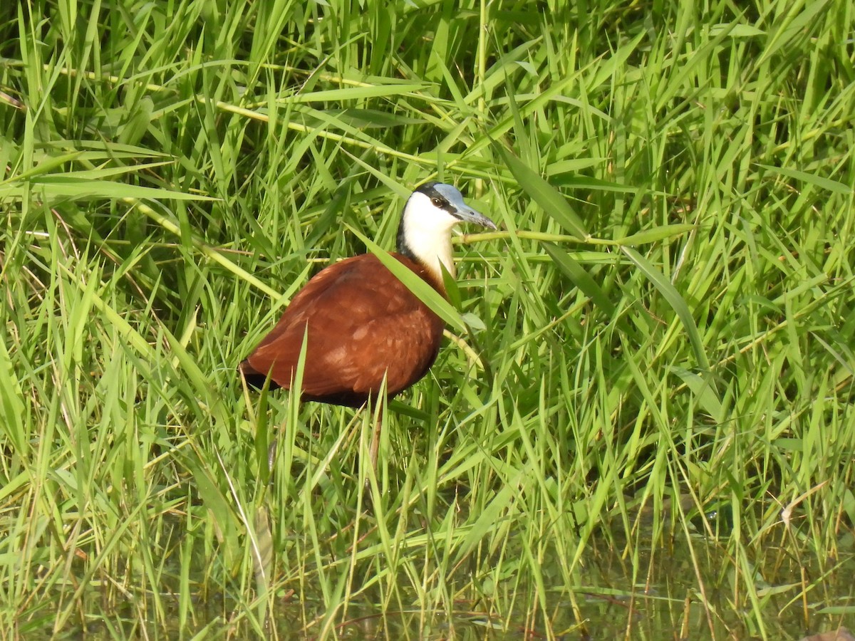 African Jacana - ML619223178