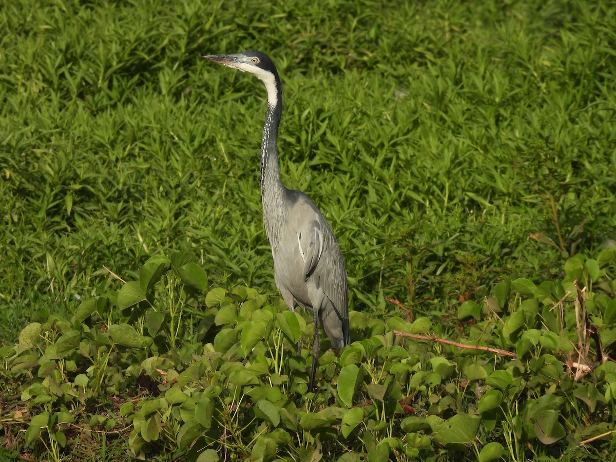 Black-headed Heron - Toby Phelps