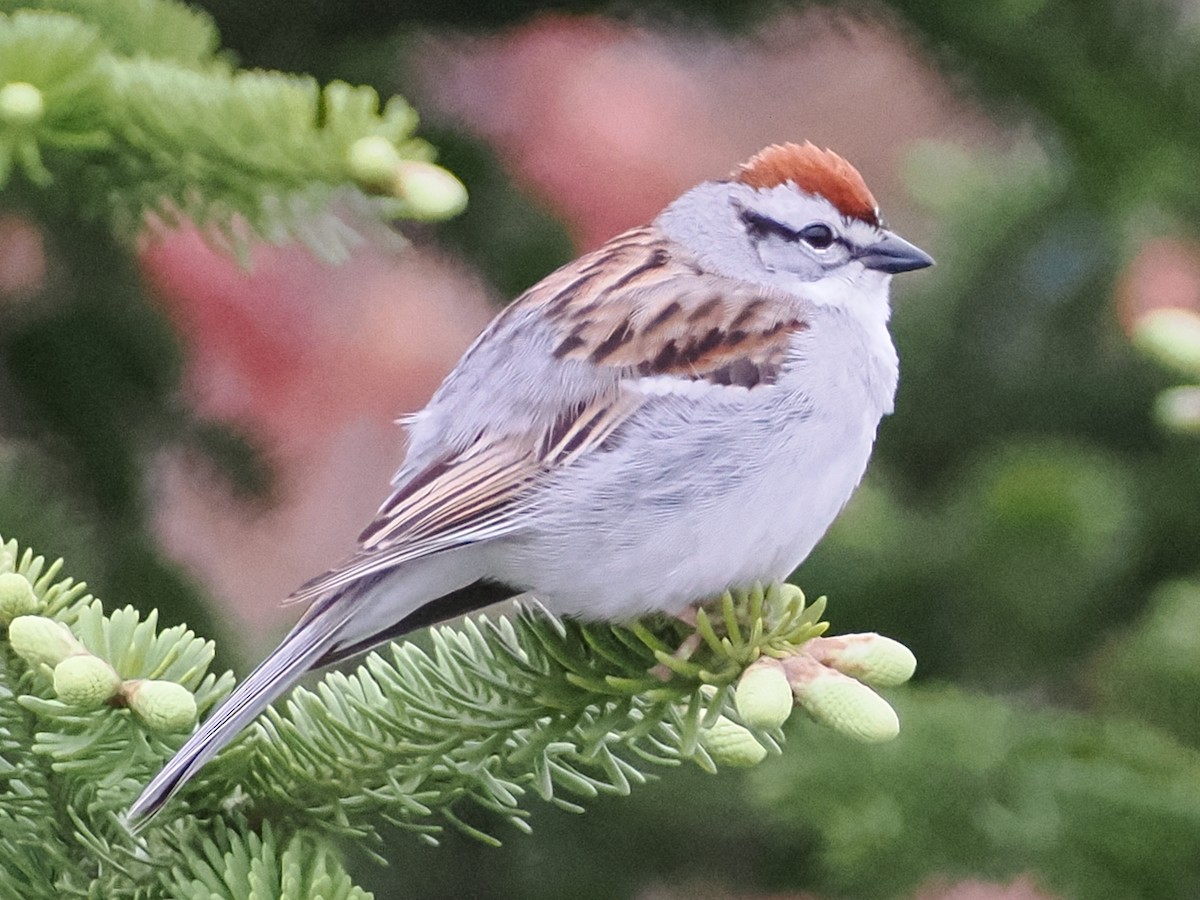 Chipping Sparrow - ML619223194