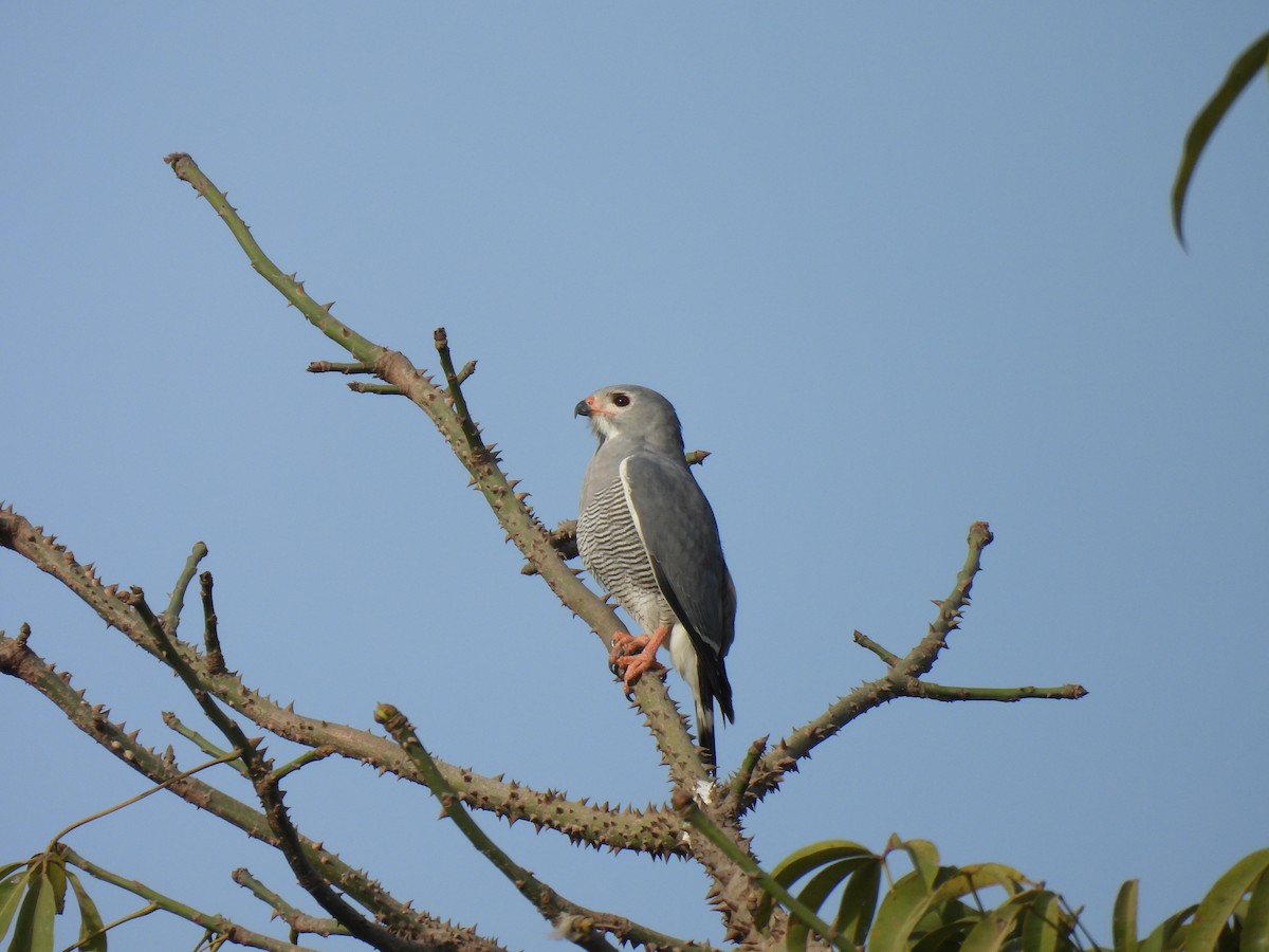 Lizard Buzzard - ML619223195