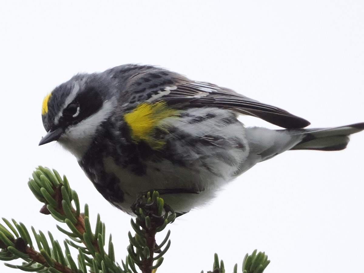 Yellow-rumped Warbler (Myrtle) - ML619223203