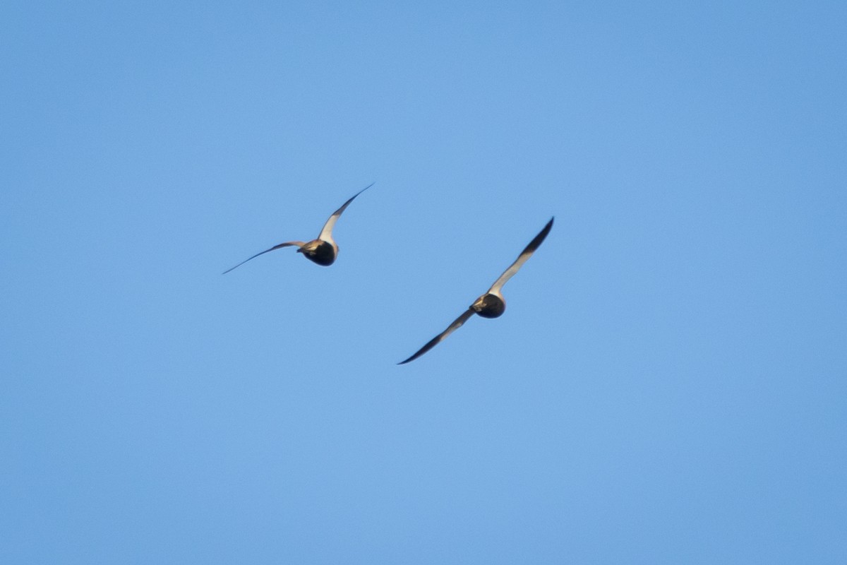 Black-bellied Sandgrouse - ML619223207