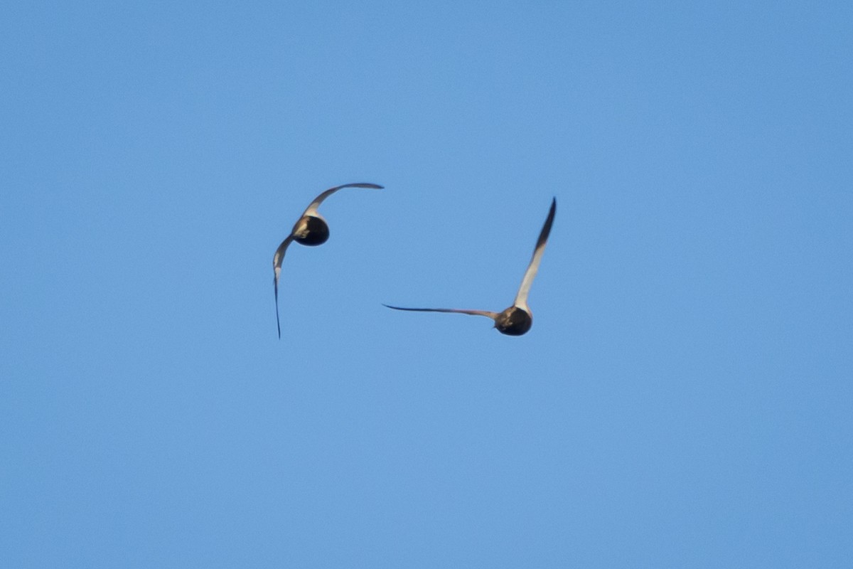 Black-bellied Sandgrouse - ML619223209