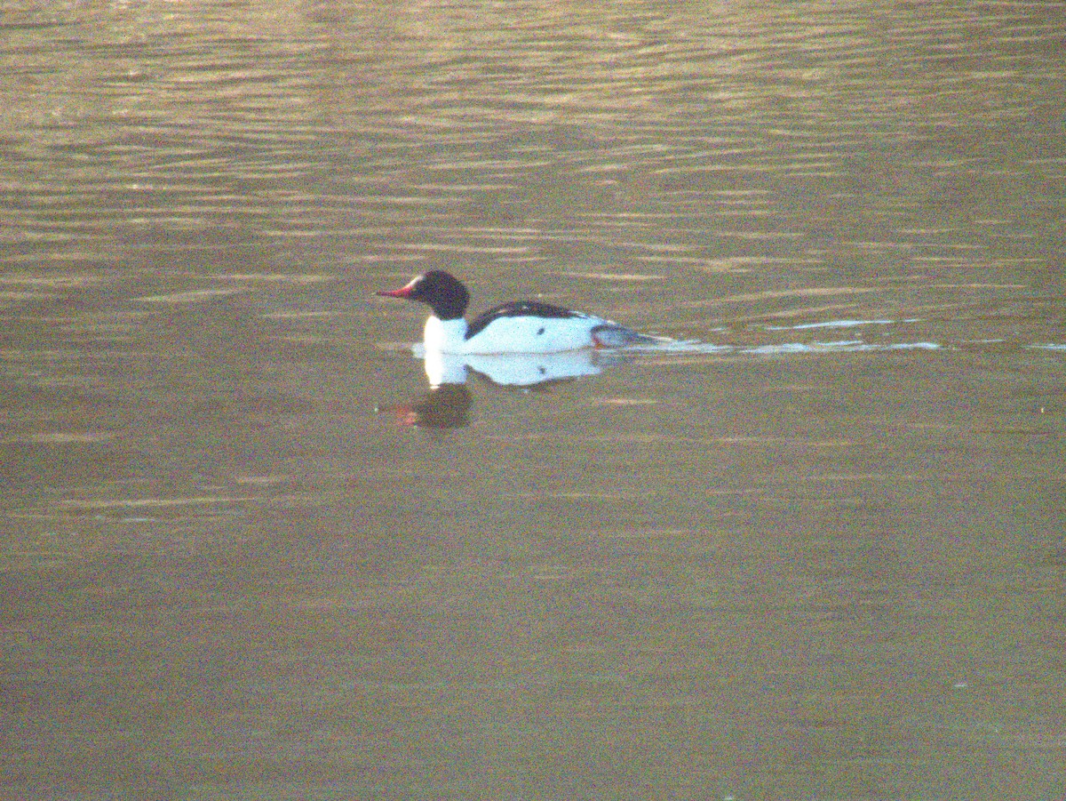 Common Merganser - Vince Hiebert