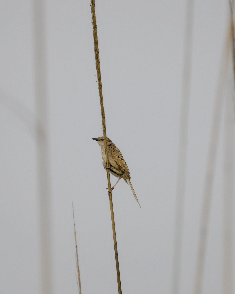 Striated Grassbird - Partha Saradhi Allam