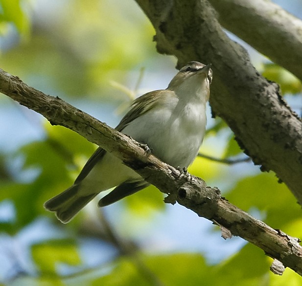 Red-eyed Vireo - Anonymous