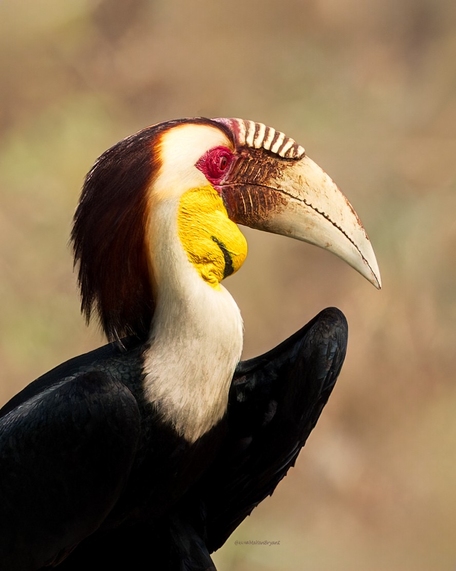 Wreathed Hornbill - ML619223265