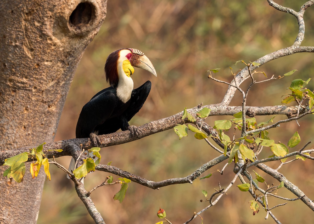 Wreathed Hornbill - ML619223271