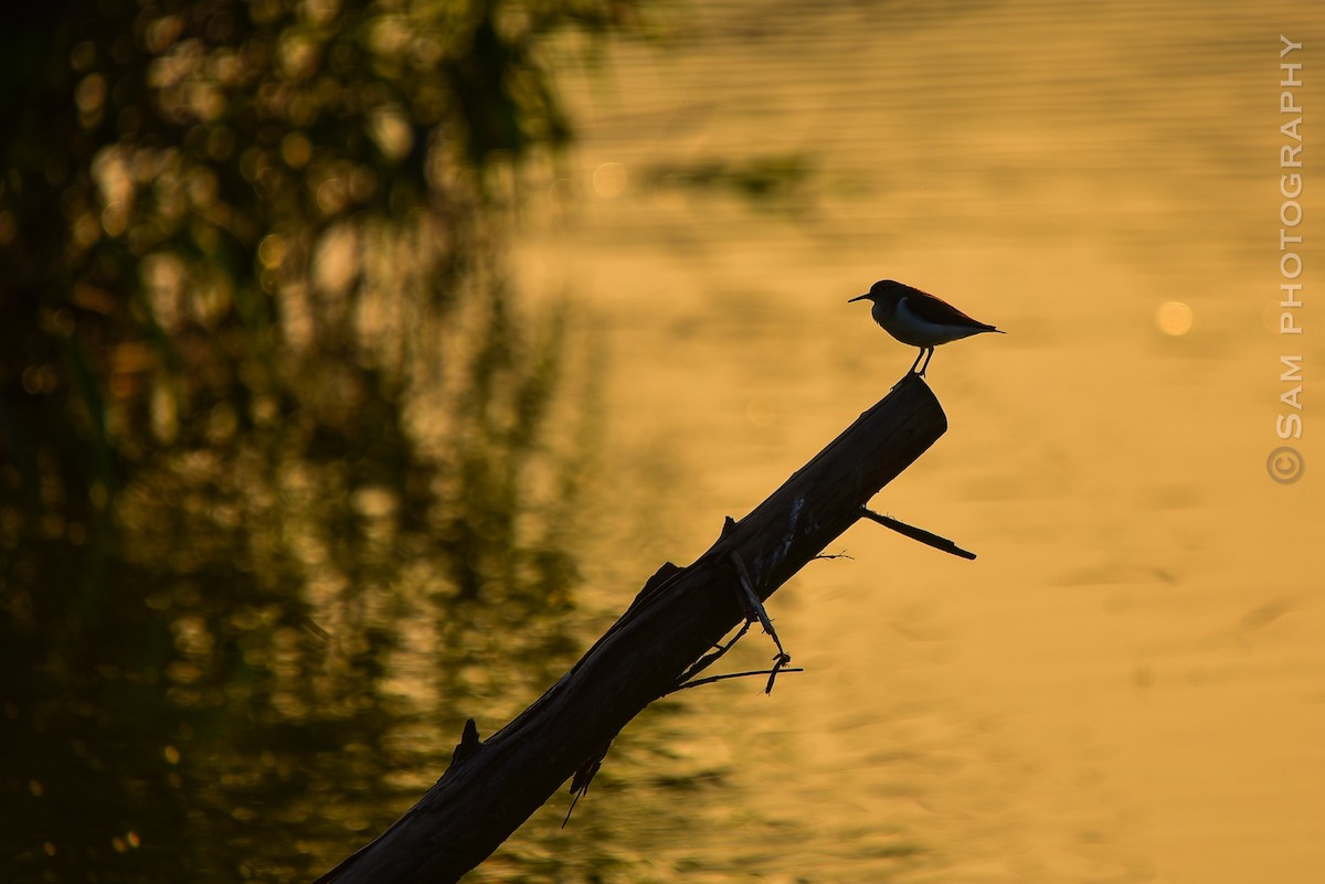 Common Sandpiper - Jiahao Chen