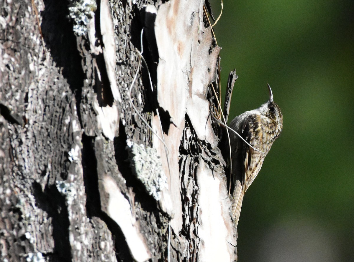 Bar-tailed Treecreeper - SHIRISH GAJARALWAR