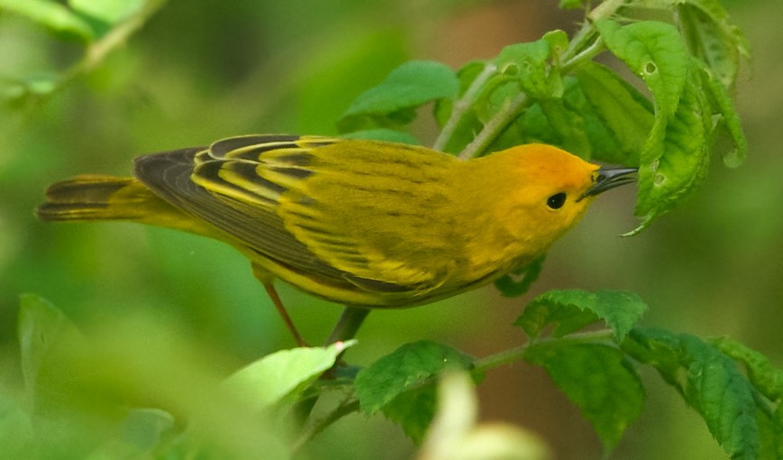 Yellow Warbler - Anonymous