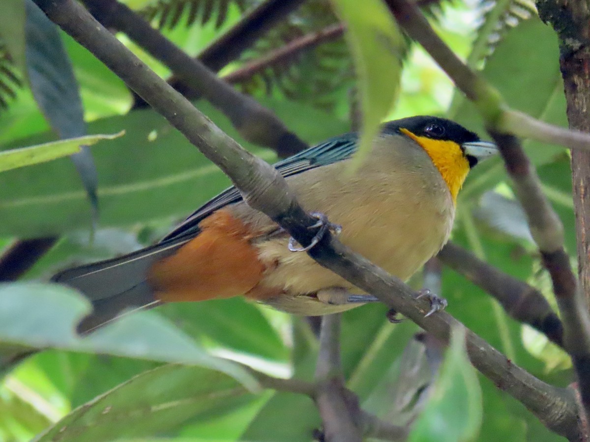 Yellow-throated Tanager - Greg Vassilopoulos
