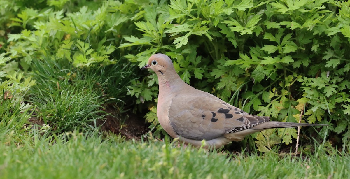 Mourning Dove - Stefan Mutchnick