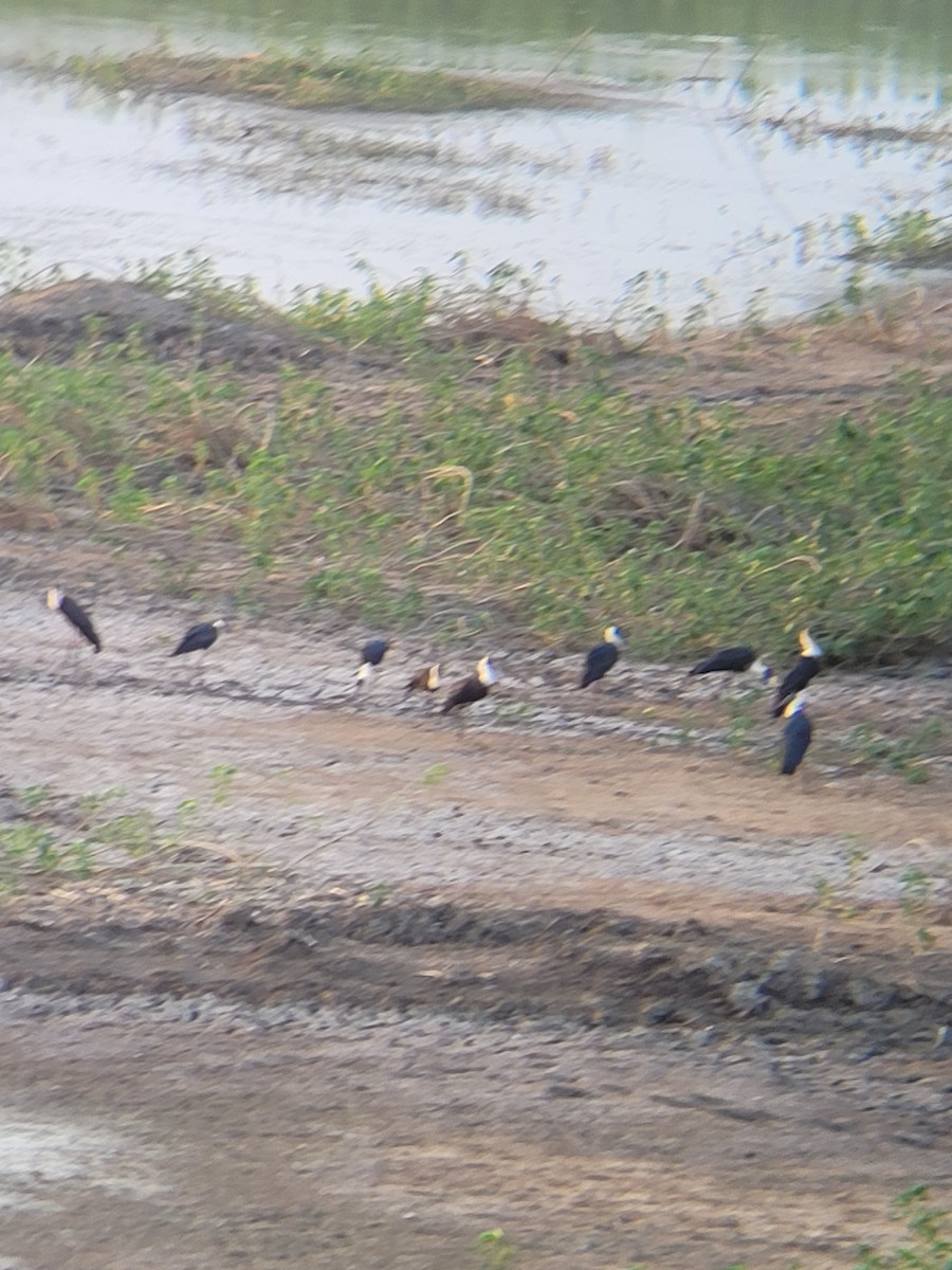 Asian Woolly-necked Stork - PRATIK BABHULKAR