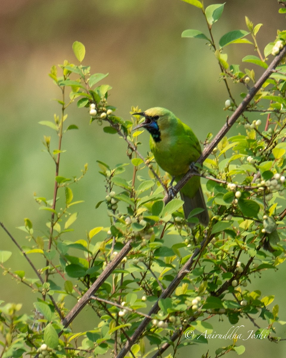 Jerdon's Leafbird - Aniruddha Joshi