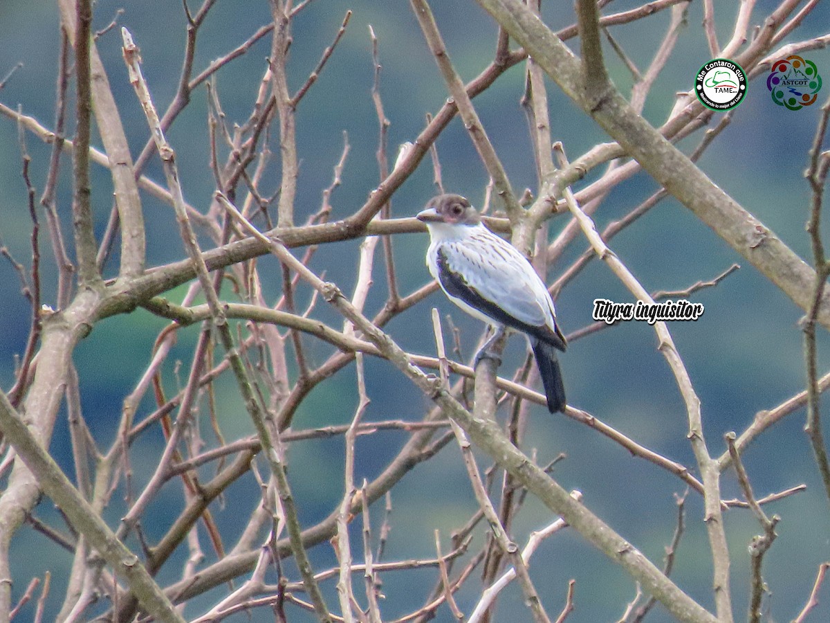 Black-crowned Tityra - John César González Olivera