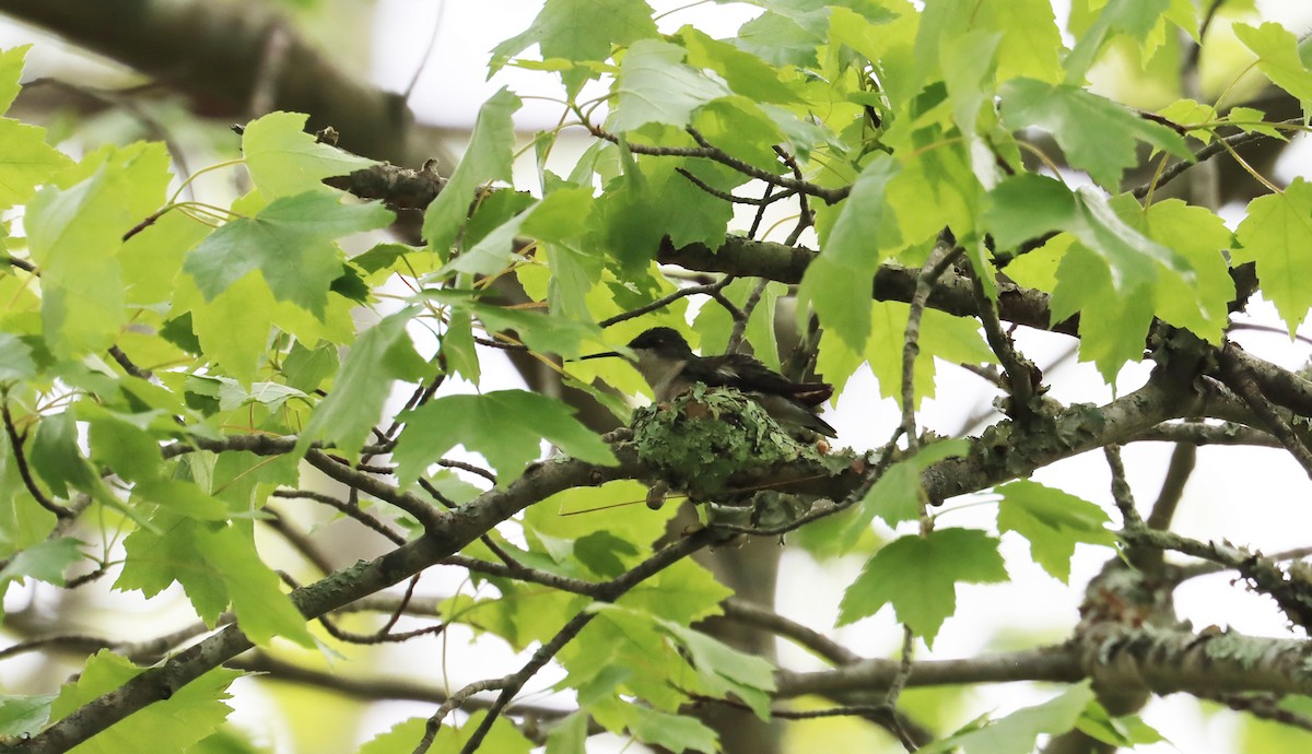 Ruby-throated Hummingbird - Stefan Mutchnick