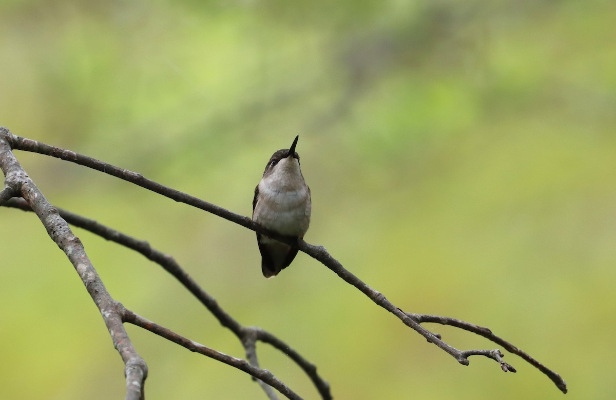 Ruby-throated Hummingbird - Stefan Mutchnick