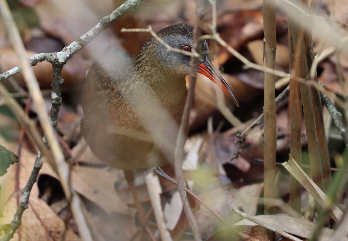 Virginia Rail - ML619223368