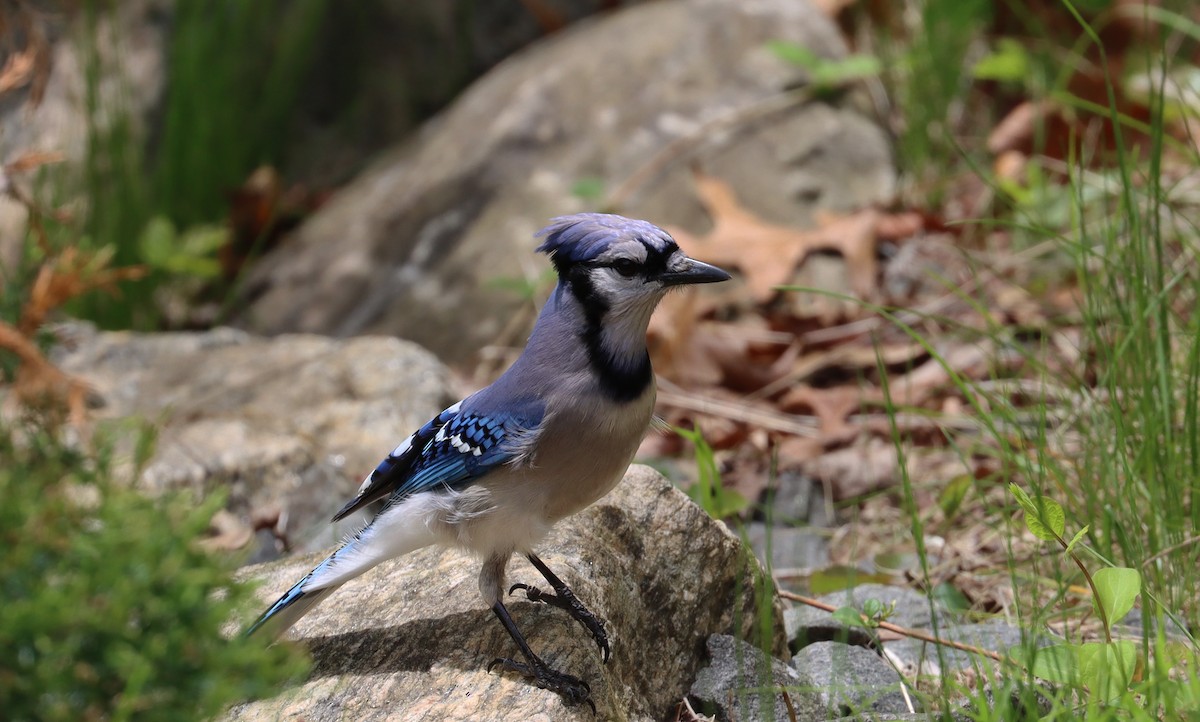 Blue Jay - Stefan Mutchnick