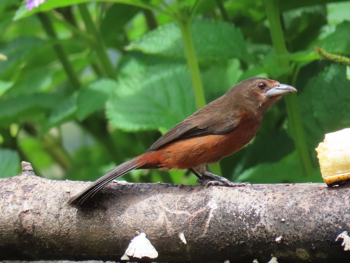 Silver-beaked Tanager - Greg Vassilopoulos
